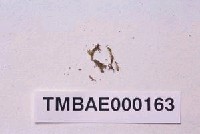 藏品(南京鳳尾苔)的圖片